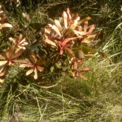 Tasmannia lanceolata (Mountain Pepper) at Kosciuszko National Park - 24 Dec 2022 by mahargiani