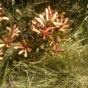 Tasmannia lanceolata at Broken Dam, NSW - 25 Dec 2022