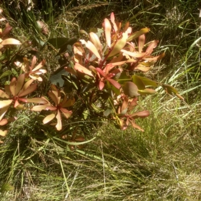 Tasmannia lanceolata (Mountain Pepper) at Kosciuszko National Park - 24 Dec 2022 by mahargiani