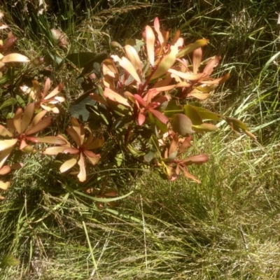Tasmannia lanceolata (Mountain Pepper) at Broken Dam, NSW - 25 Dec 2022 by mahargiani