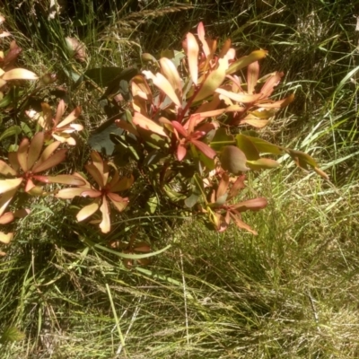 Tasmannia lanceolata (Mountain Pepper) at Broken Dam, NSW - 24 Dec 2022 by mahargiani