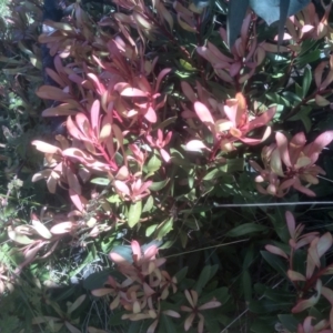 Tasmannia lanceolata at Broken Dam, NSW - 25 Dec 2022