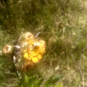 Podolepis robusta at Kosciuszko National Park, NSW - 25 Dec 2022 11:11 AM