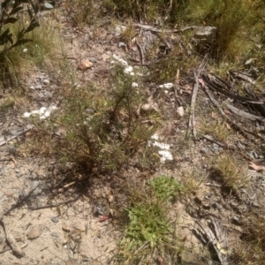 Ozothamnus thyrsoideus at Broken Dam, NSW - 25 Dec 2022