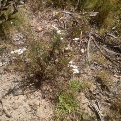 Ozothamnus thyrsoideus (Sticky Everlasting) at Broken Dam, NSW - 25 Dec 2022 by mahargiani