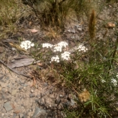 Ozothamnus thyrsoideus at Broken Dam, NSW - 25 Dec 2022