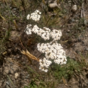 Ozothamnus thyrsoideus at Broken Dam, NSW - 25 Dec 2022