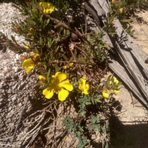 Hibbertia obtusifolia at Kosciuszko National Park, NSW - 25 Dec 2022