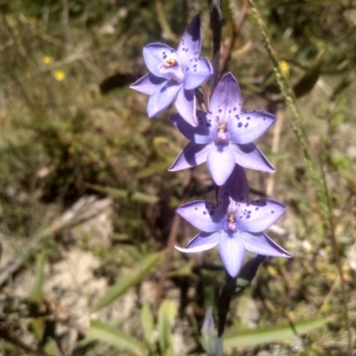 Thelymitra juncifolia (Dotted Sun Orchid) at Kosciuszko National Park - 25 Dec 2022 by mahargiani