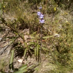 Thelymitra juncifolia at Kosciuszko National Park, NSW - suppressed