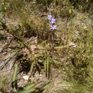 Thelymitra juncifolia at Kosciuszko National Park, NSW - 25 Dec 2022