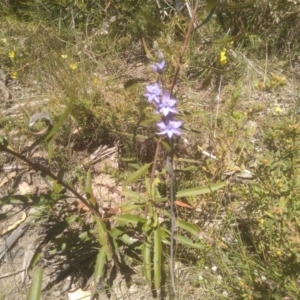 Thelymitra juncifolia at Kosciuszko National Park, NSW - suppressed