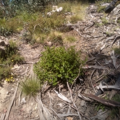 Coprosma hirtella (Currant Bush) at Kosciuszko National Park, NSW - 25 Dec 2022 by mahargiani