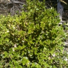 Coprosma hirtella at Kosciuszko National Park, NSW - 25 Dec 2022 11:45 AM