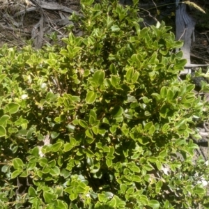 Coprosma hirtella at Kosciuszko National Park, NSW - 25 Dec 2022 11:45 AM