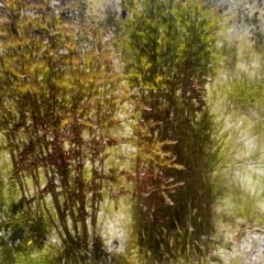 Polyscias sambucifolia subsp. Short leaflets (V.Stajsic 196) Vic. Herbarium (Elderberry Panax, Ornamental Ash, Elderberry Ash) at Broken Dam, NSW - 25 Dec 2022 by mahargiani