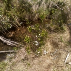 Epacris breviflora (Drumstick Heath) at Kosciuszko National Park - 25 Dec 2022 by mahargiani