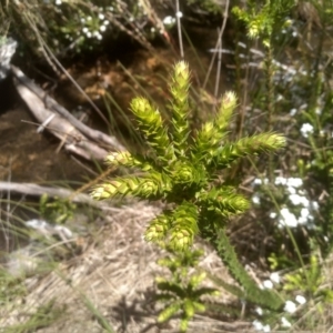 Epacris breviflora at Broken Dam, NSW - 25 Dec 2022