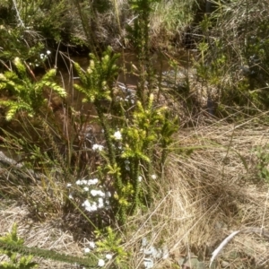 Epacris breviflora at Broken Dam, NSW - 25 Dec 2022