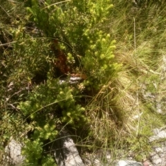 Unverified Other Wildflower or Herb at Broken Dam, NSW - 25 Dec 2022 by mahargiani