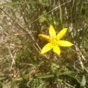 Hypoxis hygrometrica at Broken Dam, NSW - 25 Dec 2022 12:06 PM