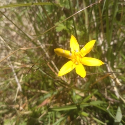 Hypoxis hygrometrica (Golden Weather-grass) at Broken Dam, NSW - 25 Dec 2022 by mahargiani