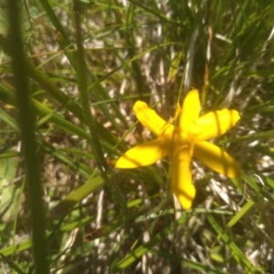 Hypoxis hygrometrica at Broken Dam, NSW - 25 Dec 2022 12:06 PM