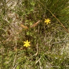 Hypoxis hygrometrica at Broken Dam, NSW - 25 Dec 2022 12:06 PM