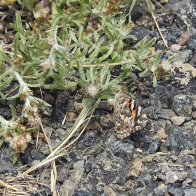 Vanessa kershawi (Australian Painted Lady) at Goulburn, NSW - 7 Dec 2022 by GlossyGal