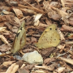 Heteronympha merope (Common Brown Butterfly) at Burradoo, NSW - 26 Dec 2022 by GlossyGal