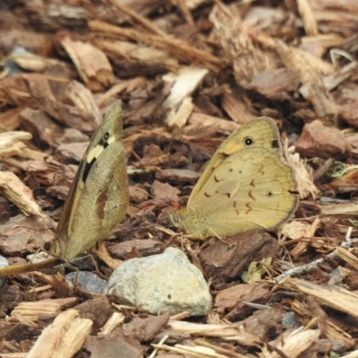 Heteronympha merope (Common Brown Butterfly) at Wingecarribee Local Government Area - 26 Dec 2022 by GlossyGal