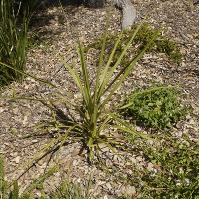 Unidentified Plant at Aranda, ACT - 25 Dec 2022 by colinm