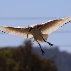 Threskiornis molucca (Australian White Ibis) at Symonston, ACT - 25 Dec 2022 by RodDeb