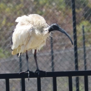 Threskiornis molucca at Symonston, ACT - 25 Dec 2022