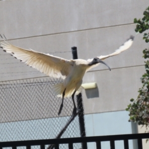 Threskiornis molucca at Symonston, ACT - 25 Dec 2022 11:27 AM