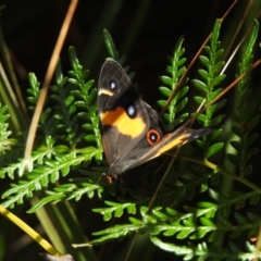 Tisiphone abeona (Varied Sword-grass Brown) at Colo Vale, NSW - 14 Dec 2022 by GlossyGal