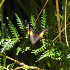 Tisiphone abeona at Colo Vale, NSW - suppressed