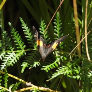 Tisiphone abeona at Colo Vale, NSW - 14 Dec 2022