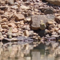 Ptilotula penicillata at Symonston, ACT - 25 Dec 2022