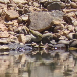 Ptilotula penicillata at Symonston, ACT - 25 Dec 2022