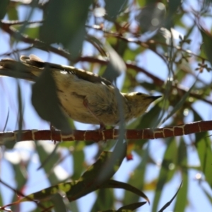 Ptilotula penicillata at Symonston, ACT - 25 Dec 2022