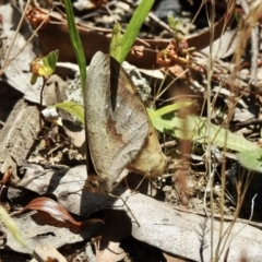 Heteronympha merope (Common Brown Butterfly) at Wingecarribee Local Government Area - 14 Dec 2022 by GlossyGal