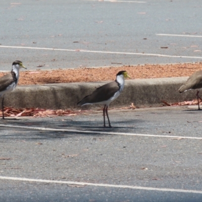 Vanellus miles (Masked Lapwing) at Symonston, ACT - 25 Dec 2022 by RodDeb