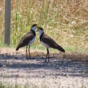 Vanellus miles at Symonston, ACT - 25 Dec 2022 12:43 PM