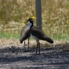 Vanellus miles at Symonston, ACT - 25 Dec 2022