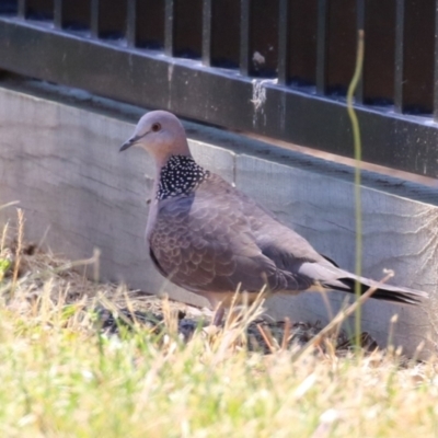 Spilopelia chinensis (Spotted Dove) at Symonston, ACT - 25 Dec 2022 by RodDeb