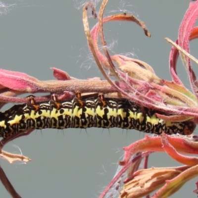 Phalaenoides tristifica (Willow-herb Day-moth) at Jerrabomberra, ACT - 25 Dec 2022 by RodDeb