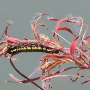 Phalaenoides tristifica at Jerrabomberra, ACT - 25 Dec 2022