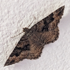 Epyaxa subidaria (Subidaria Moth) at Kambah, ACT - 26 Dec 2022 by HelenCross