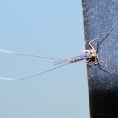 Ephemeroptera (order) (Unidentified Mayfly) at Jerrabomberra, ACT - 25 Dec 2022 by RodDeb